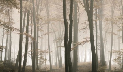 ALBERI FORESTA 74 | Carta da parati sagome di alberi - Col. 01